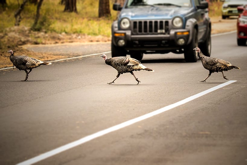 Turkeys crossing road